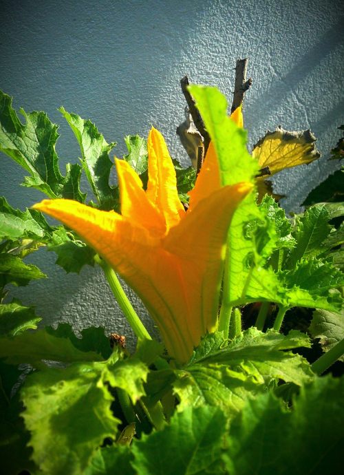 Courgette plant - these amazing yellow flowers precede the vegetables